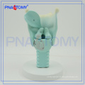 PNT-0442 Knorpel Larynx Expansion Anatomie Modell Kunststoff Anatomie Modell